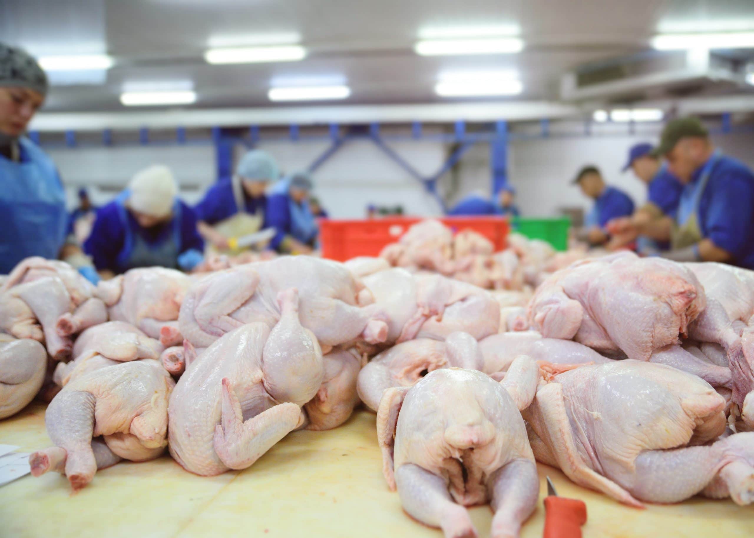 Poultry Meat Industry